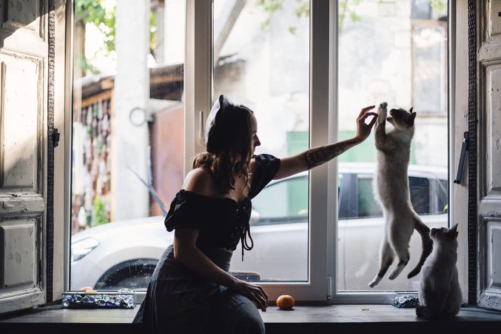 Une femme cat-sitter qui joue avec un chat persan blanc chez elle. Il y a un deuxieme chat blanc assis