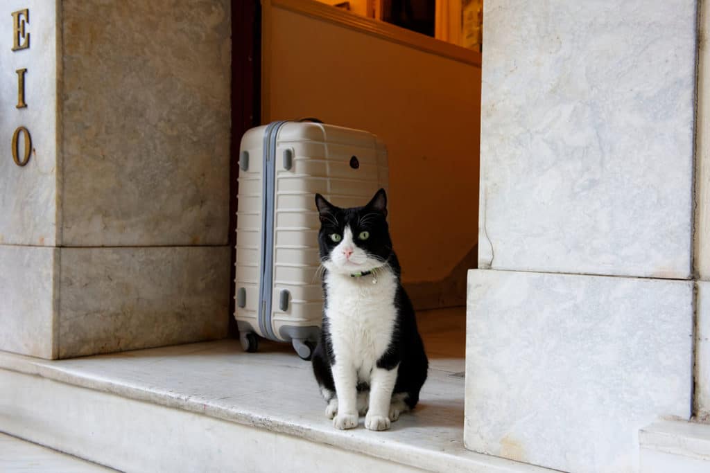 Un chat noir et blanc qui attend devant la porte de la maison que son maitre parte en vacances. Il est assis devant une valise grise