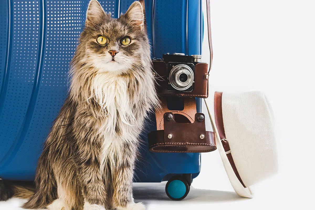 Un gros chat à poils longs gris et blanc avec des grands yeux jaune assis devant une valise de voyage avec un appareil photo vintage et un chapeau blanc