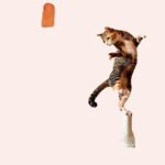 jouet interactif pour chat en forme d'oiseau en action avec chat qui saute