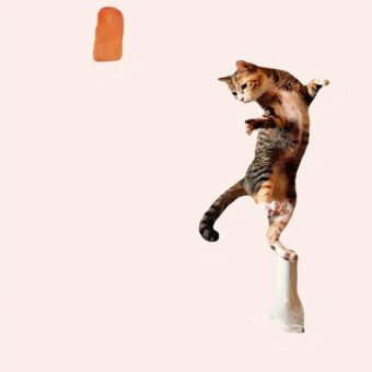 jouet interactif pour chat en forme d'oiseau en action avec chat qui saute