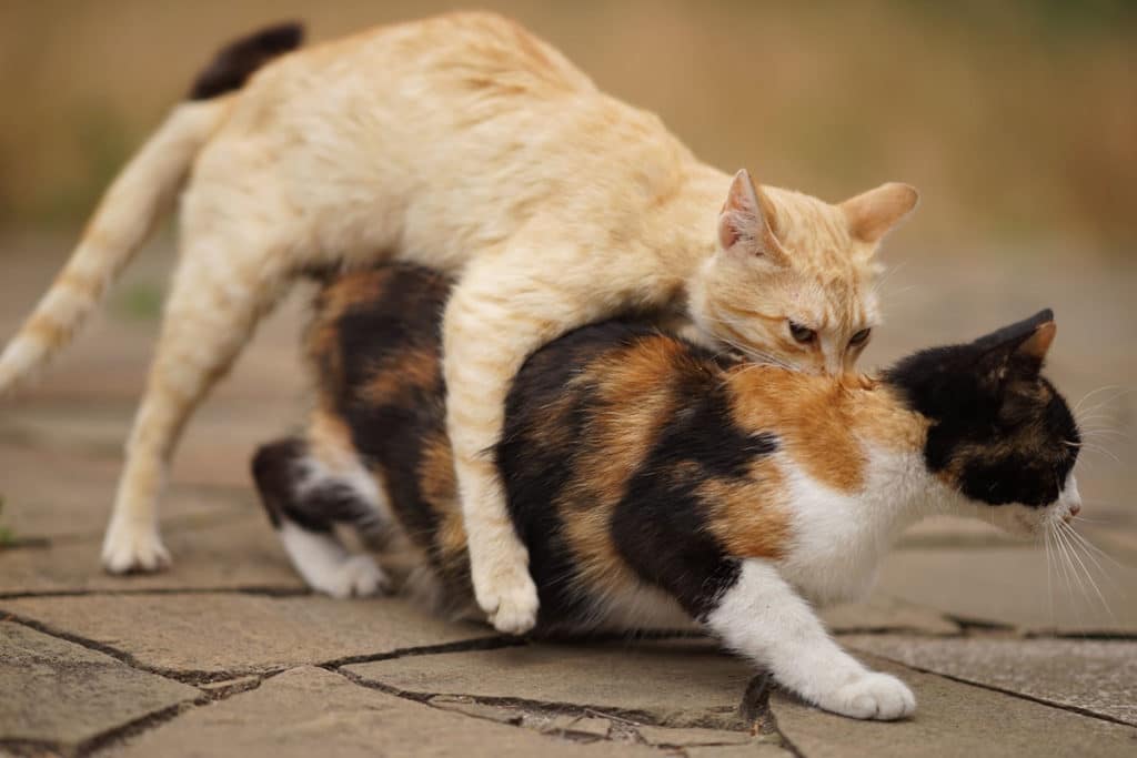 2 chats de rue qui s'accouplent. Le chat roux monte une chatte noire et rousse.