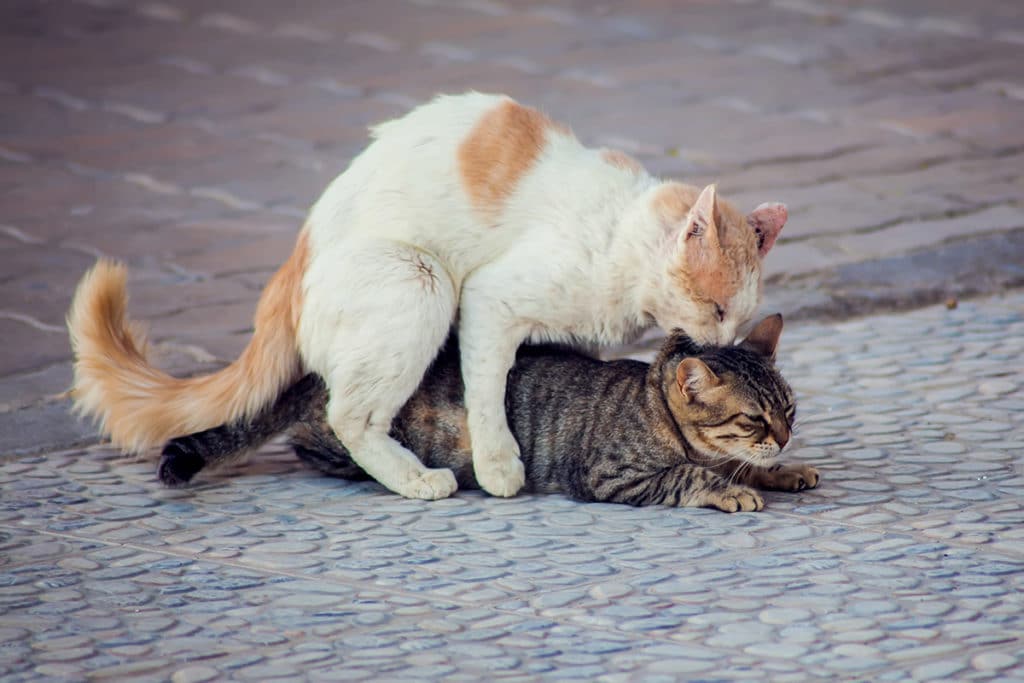 Deux chats de rue qui s'accouplent . Le chat roux et blanc monte sur la chatte rayée et lui mord la nuque
