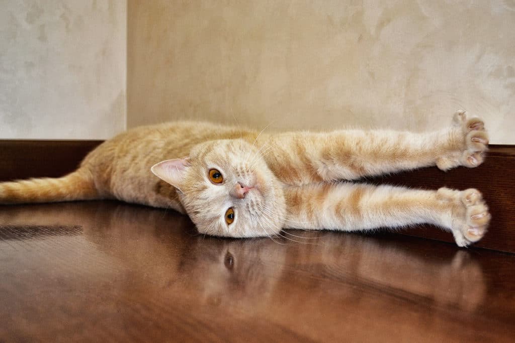 Une chatte rousse en chaleur couchée sur du parquet. Le chat s'étire