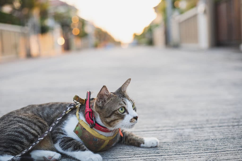 Un chat gris et blanc aux yeux verts qui se promène en rue dans la ville. Il est couché au sol et porte une laisse pour chat et un collier pour chat rouge.