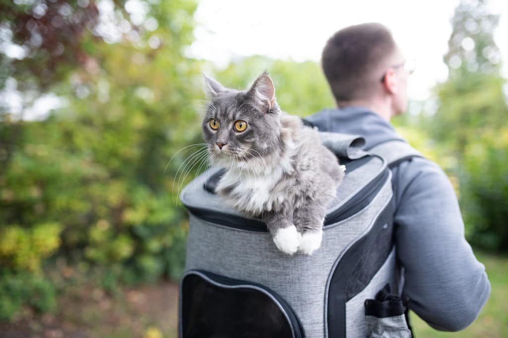 Un chat de race Maine Coon  qui voyage dans un sac à dos pour chat gris porté par son maitre. Ils se promènent dans les bois