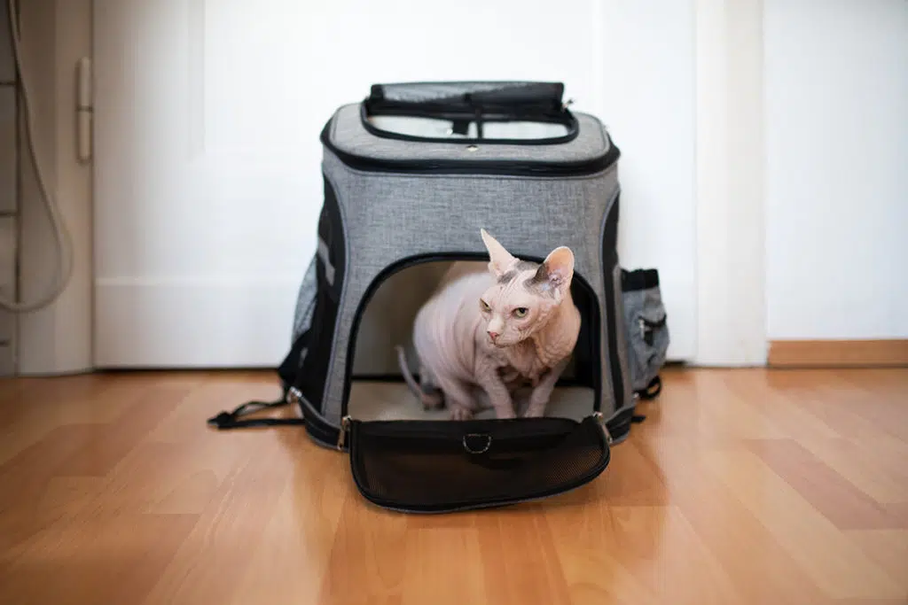 Un sphynx rose et gris qui s'habitue à son sac à dos pour chat à l'intérieur de sa maison