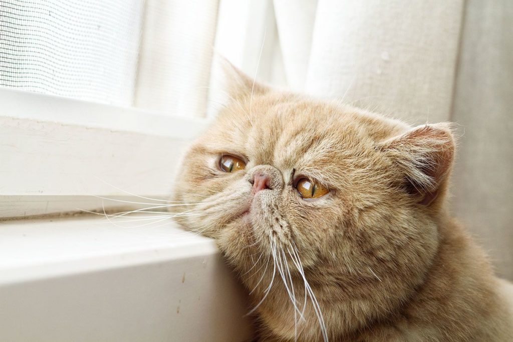 Photo d'un chat jaloux roux qui a la tête posée sur un rebord de fenêtre.
