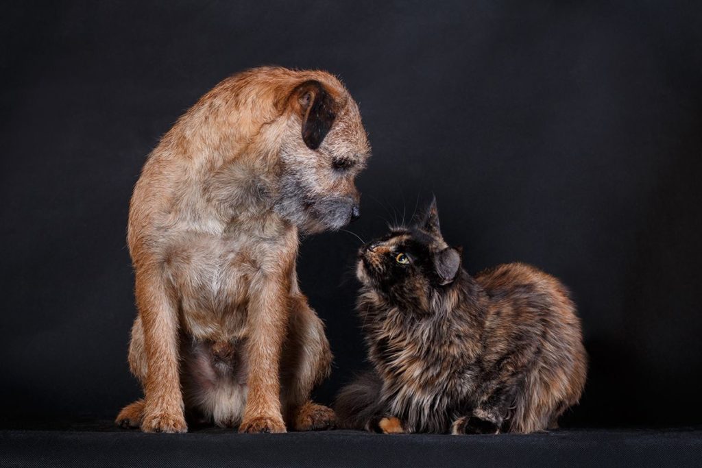 Un vieux chien marron et un chat Maine Coon noir sur fond noir