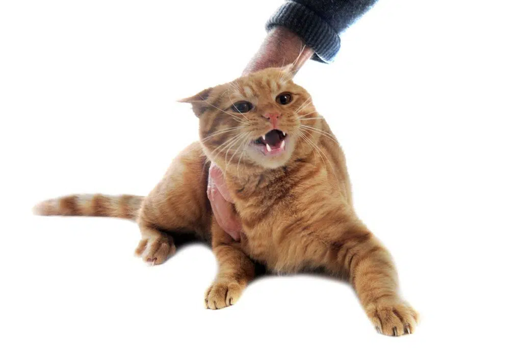 Un chat roux rayé qui feule vers un humain parce qu'il le touche de la main.