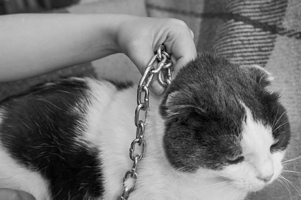 Un chat battu noir et blanc qui est tenu par une chaine en métal
