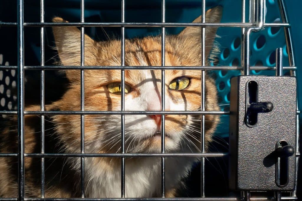 Un matou roux et blanc aux yeux verts dans une cage pour chat qui attend l'adoption
