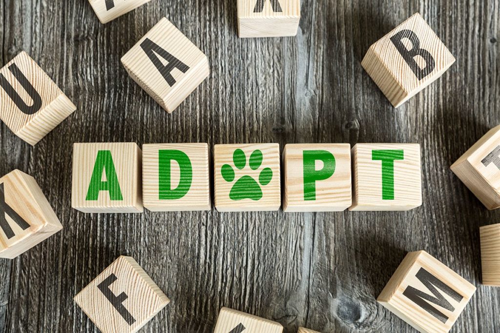 Des blocs de bois avec des lettres formant le mot "Adopt"