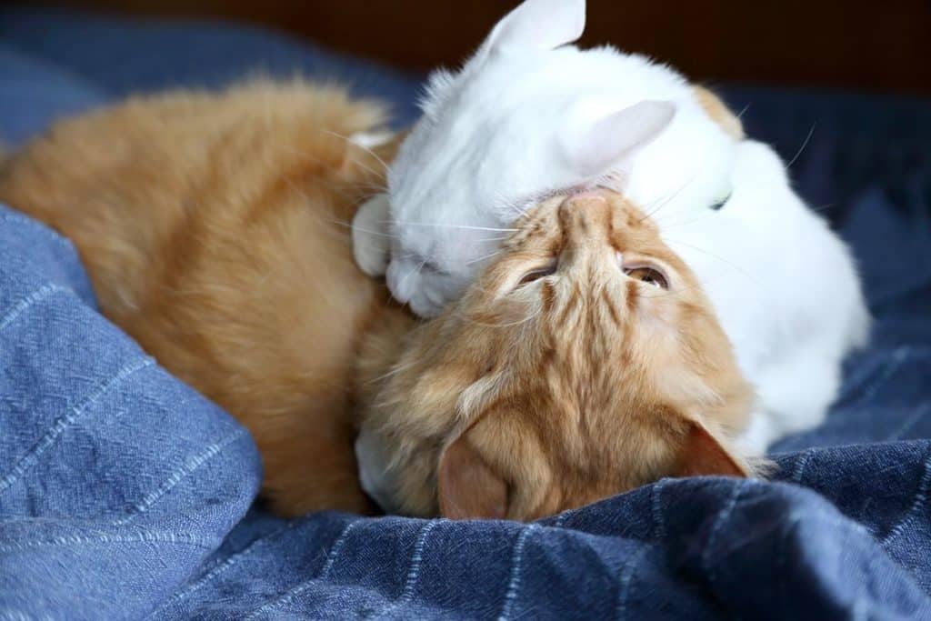 Deux chats qui jouent à se battre. Il y a un chat roux et un chat blanc ils sont couché dans les draps bleu du lit