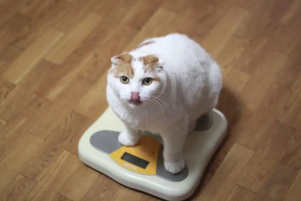 Un gros chat blanc et roux obèse sur une balance pour contrôler son poids