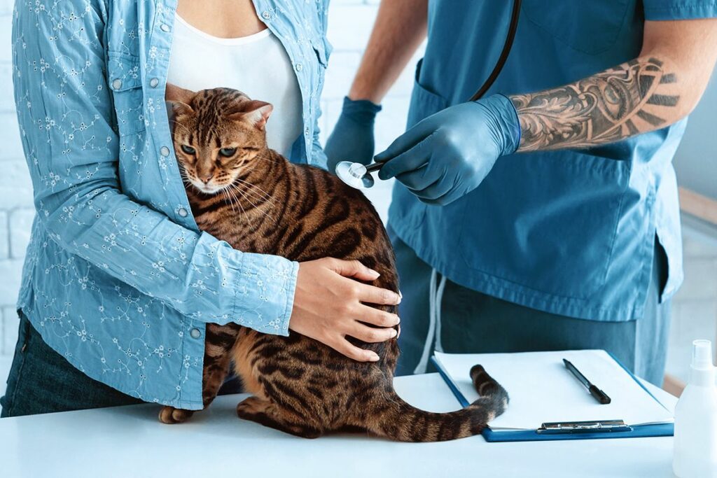 Un chat de bengal qui passe la visite médicale avec sa maitresse et un vétérinaire en gants bleus.