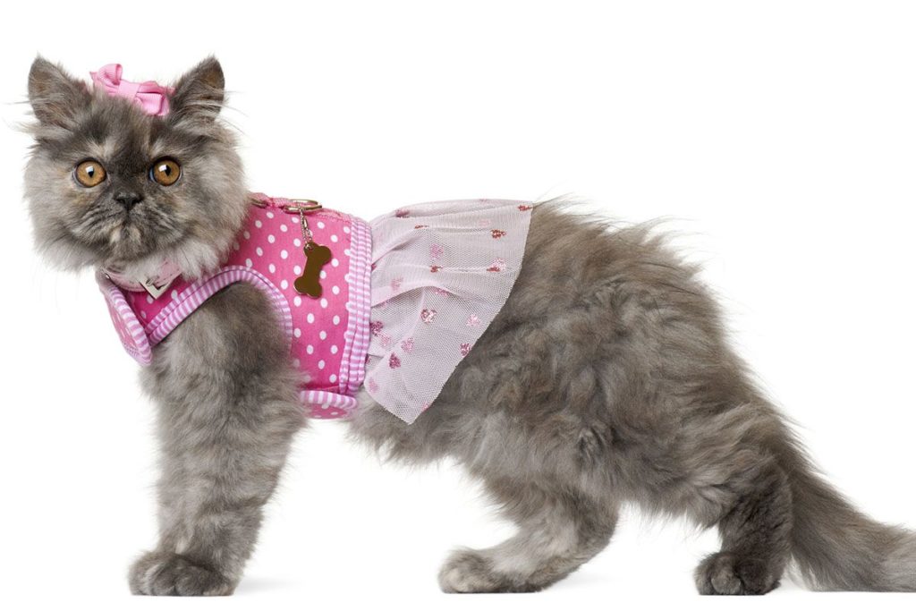 Un chat de race Persan qui porte un t shirt rose à pois blancs et un nœud papillon rose