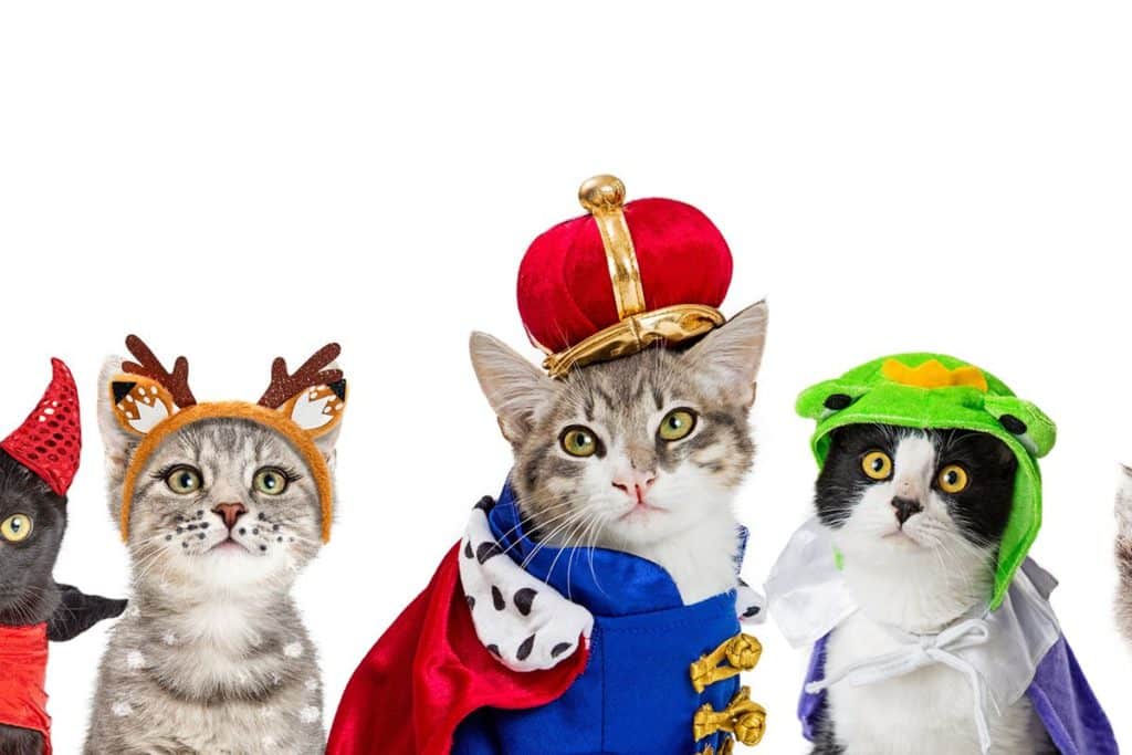 5 chats déguisés. Il y a un chat noir déguisé en diable rouge, un chat déguisé en cerf, un chat déguisé en roi, un chat deguisé en reine et un chat déguisé en licorne.