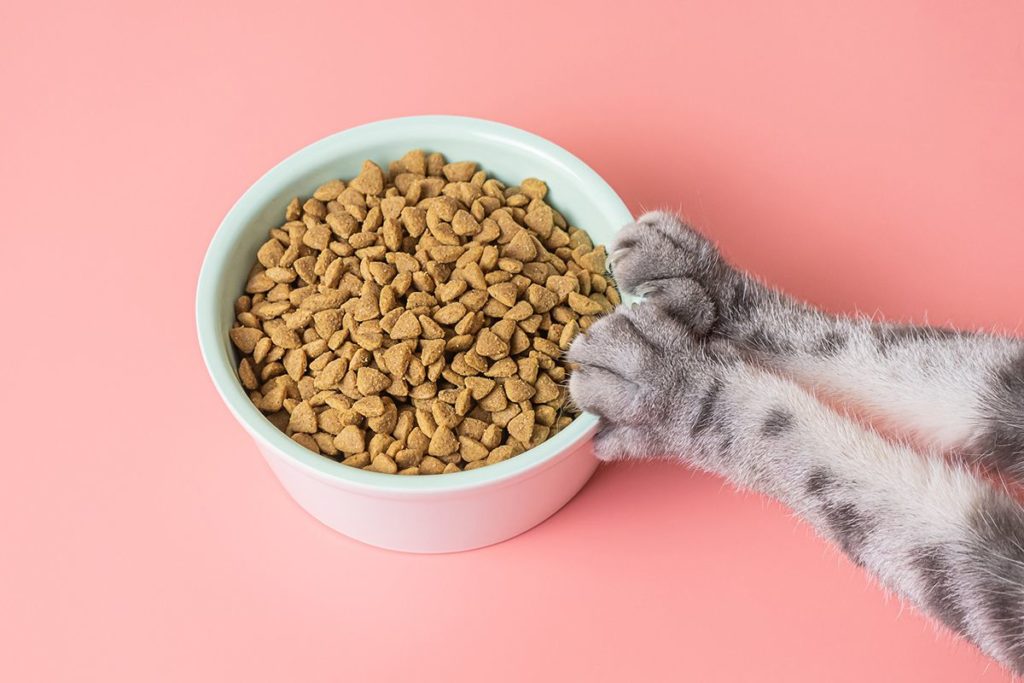 Un chat qui pousse avec ses pattes une gamelle de croquettes pour chat sur fond rose