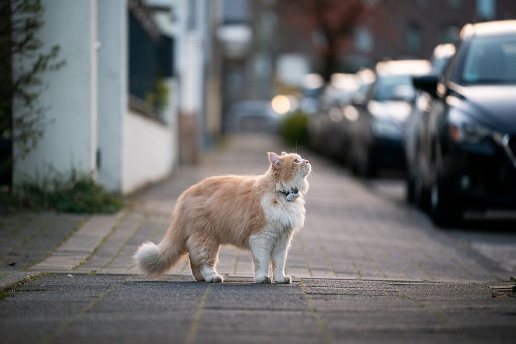 Un grand chat roux et blanc de race Mainecoon perdu sur un trottoir en ville. Il porte un grand collier gps pour chat blanc