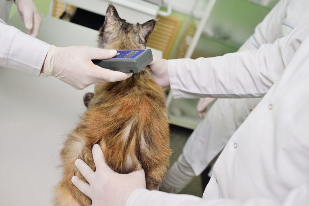 Deux vétérinaires en blouses blanches vérifient la puce d'identification d'un chat perdu roux. Ils utilisent un boitier électronique bleu pour scanner la puce d'identification du chat