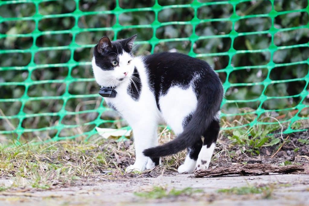 Un chat blanc et noir perdu en nature, il porte un collier traceur gps pour chat