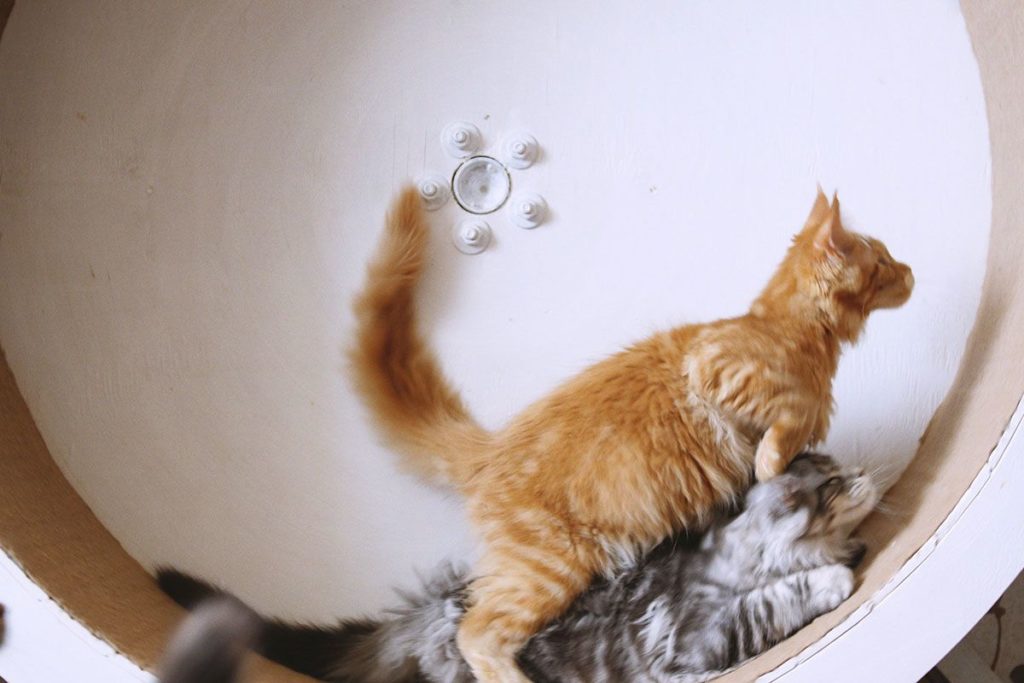 Deux gros chats qui courent dans une roue d'exercice pour chat en bois. Il y a un chat roux et blanc et un chat gris et blanc
