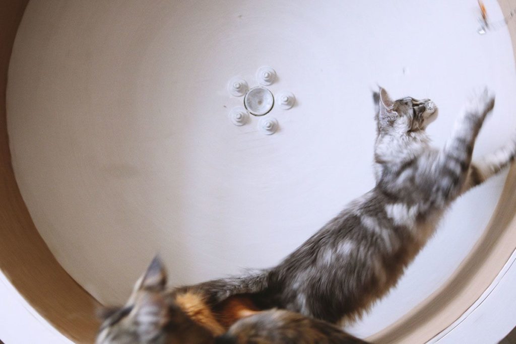 Un grand chat de race Maine Coon gris et blanc en train de courir dans une roue pour chat en bois.