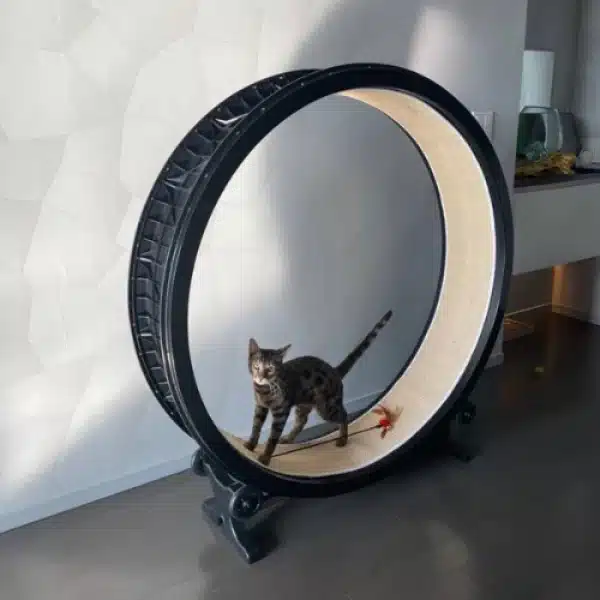 Une roue d'exercice pour chat noir et blanche