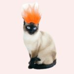 Perruque punk pour chat