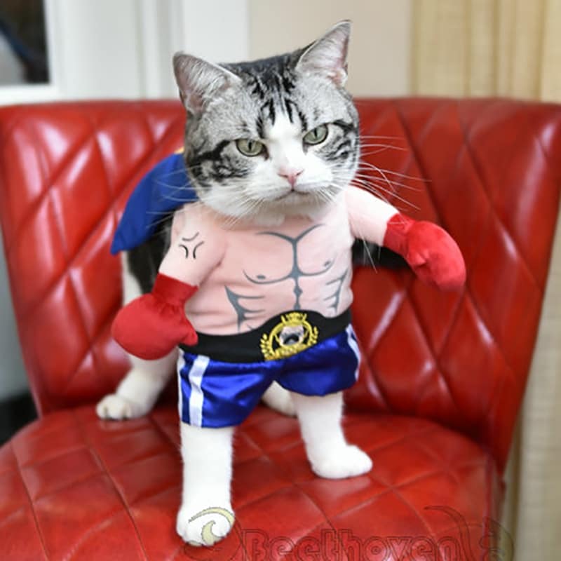 Costumes de boxeur pour chat