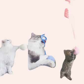 trois chats gris et/ou blanc s'amusant chacun avec un jeu jaune, bleu et rose suspendu avec une boule