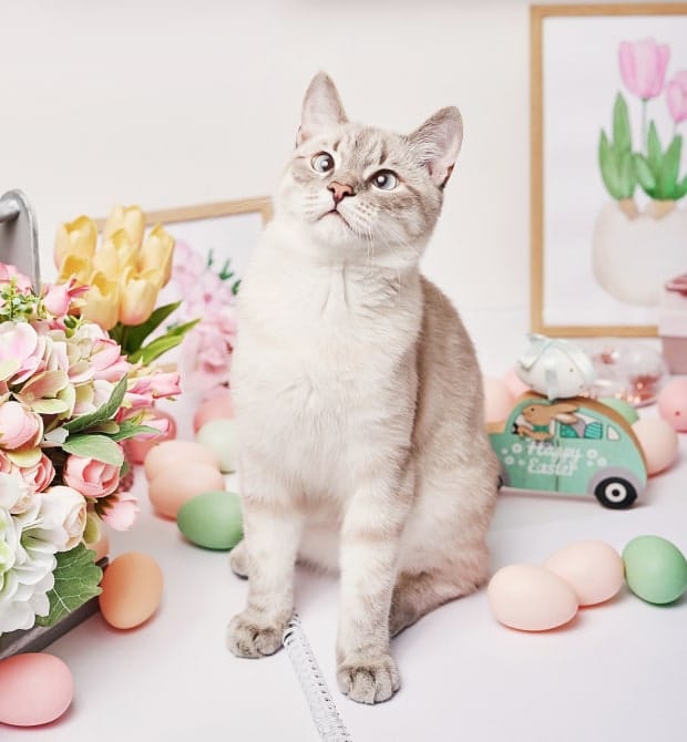 Accessoires pour votre chat – Au bonheur du chat - Boutique d'accessoires  pour votre chat et pour vous