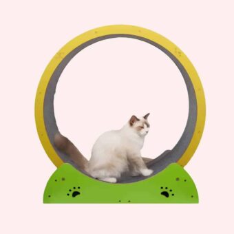 Photo prise à l'intérieur d'une maison, près d'une fenêtre où l'on peut apercevoir la rue avec un immeuble et des véhicules, avec un rideau gris épais, et un rideau gris fin. Un chat beige et marron est assis sur une roue d'exercice pour chat, faisant le double de taille du chat, elle est en bois, le socle de cette roue est vert, le contour de la roue jaune et le tapis antidérapant à l'intérieur est gris.