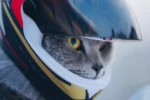 Tête du chat en gros plan portant le casque.