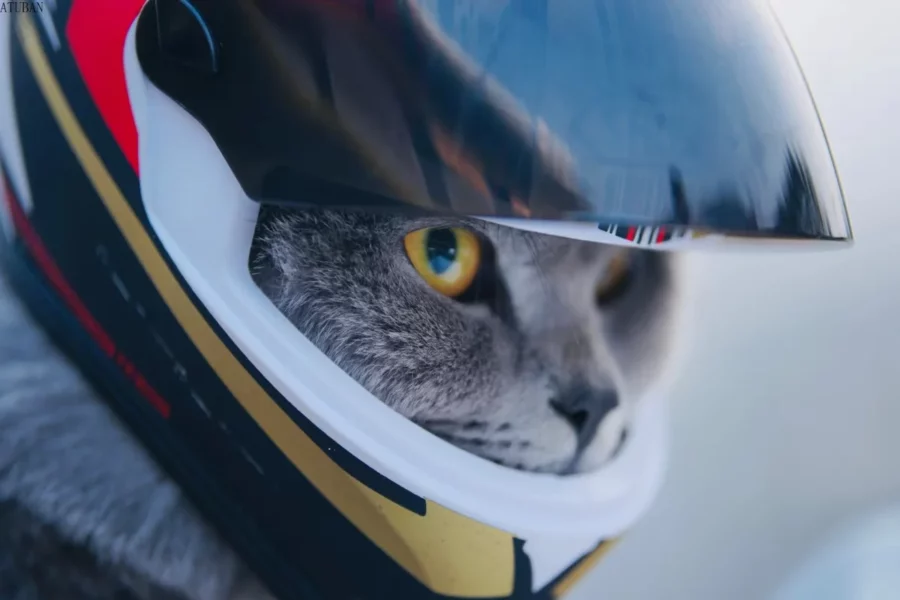 Tête du chat en gros plan portant le casque.