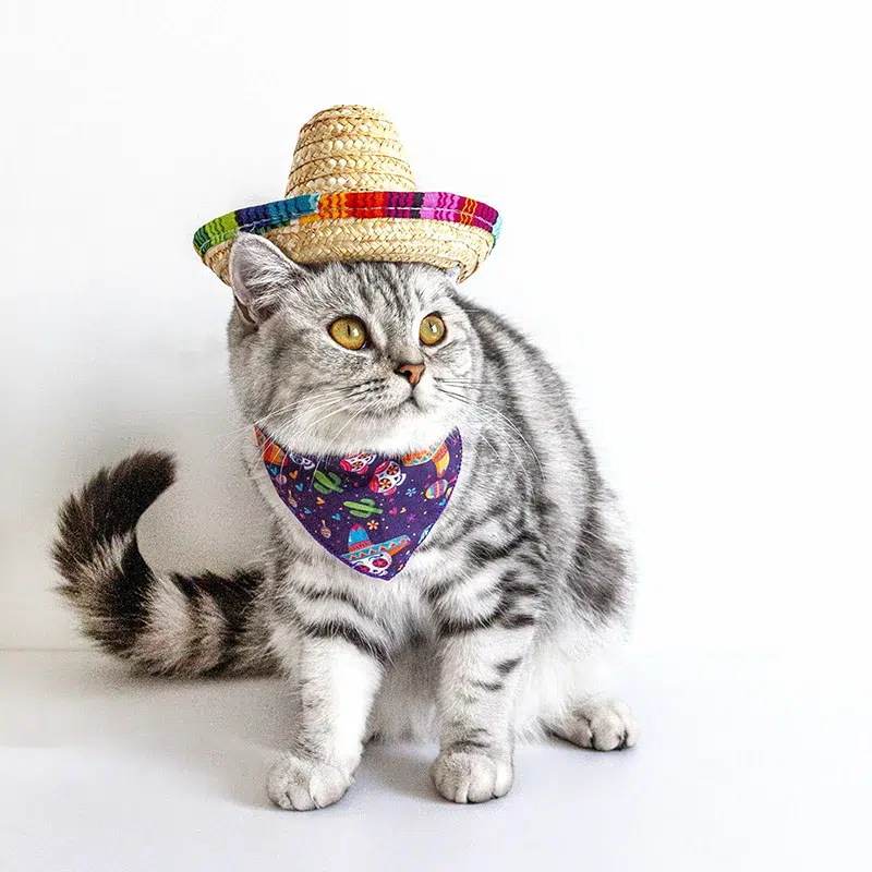 Chat gris clair qui porte sur sa tète le sombrero.