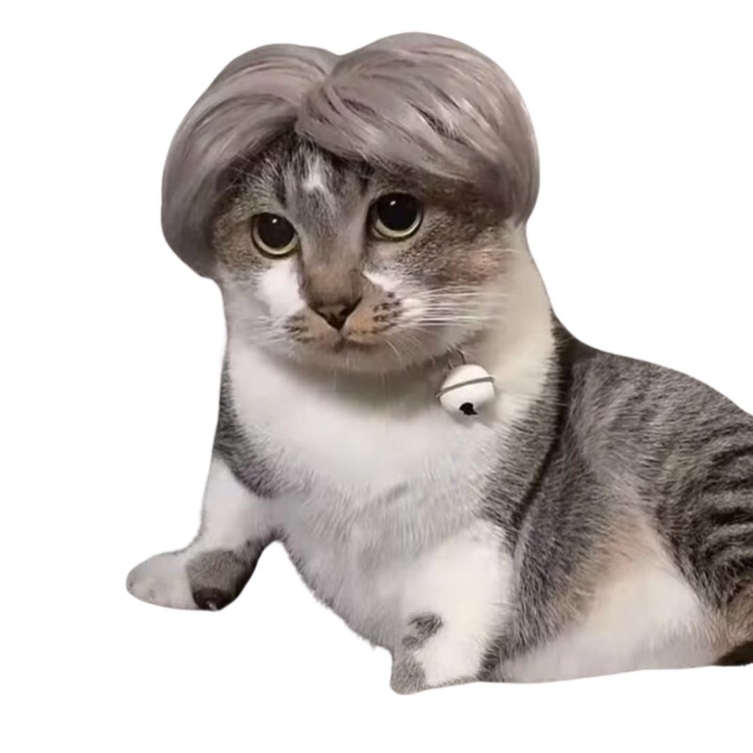 Perruque gris clair sur un chat gris et blanc