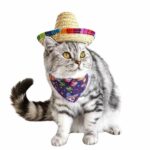 Chat gris et blanc qui porte le sombrero sur un fond blanc.