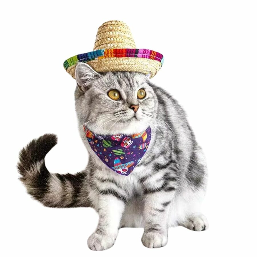 Chat gris et blanc qui porte le sombrero sur un fond blanc.