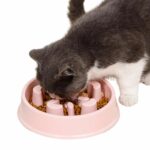 Gamelle anti glouton pour chat rose avec un chat gris et blanc qui mange sur fond blanc