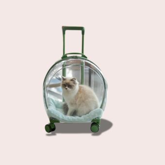 Un chat dans une caisse ronde transparente de transport pour chat à roulettes, 3 en 1