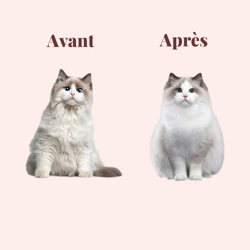 Brosse de toilettage pour chat à vapeur relaxante – Image 3