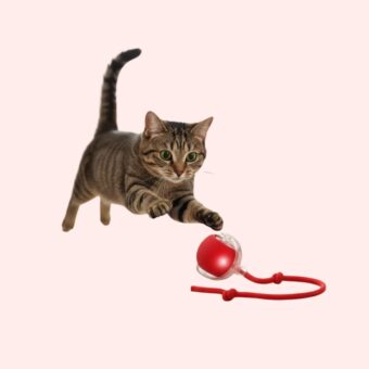 Chat tigré qui court vers une balle de jeux rouge, sur fond rose